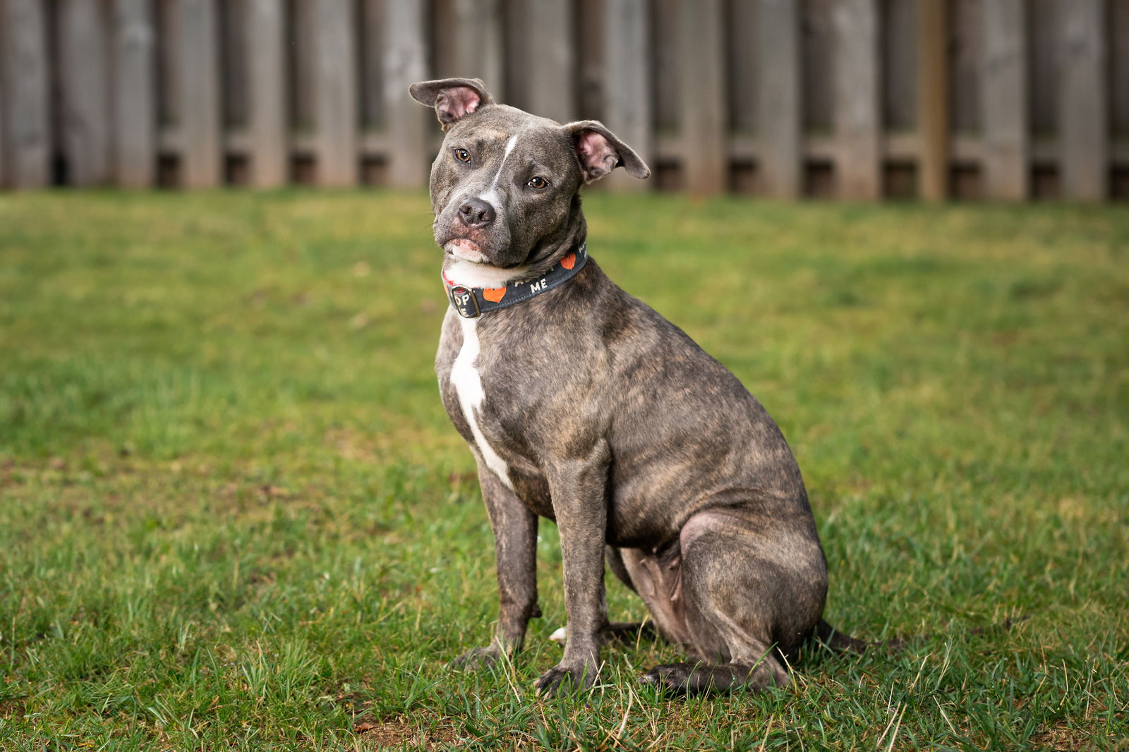 adoptable Dog in Alexandria, VA named Clover