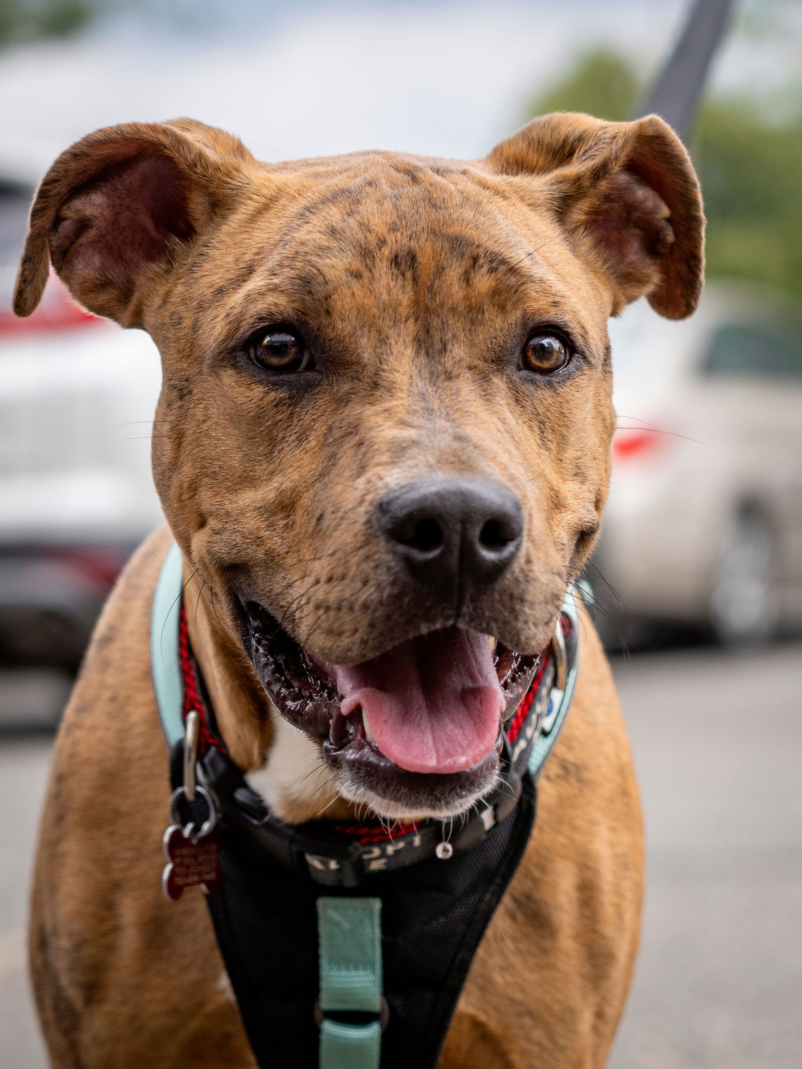 adoptable Dog in Alexandria, VA named Tater Chip