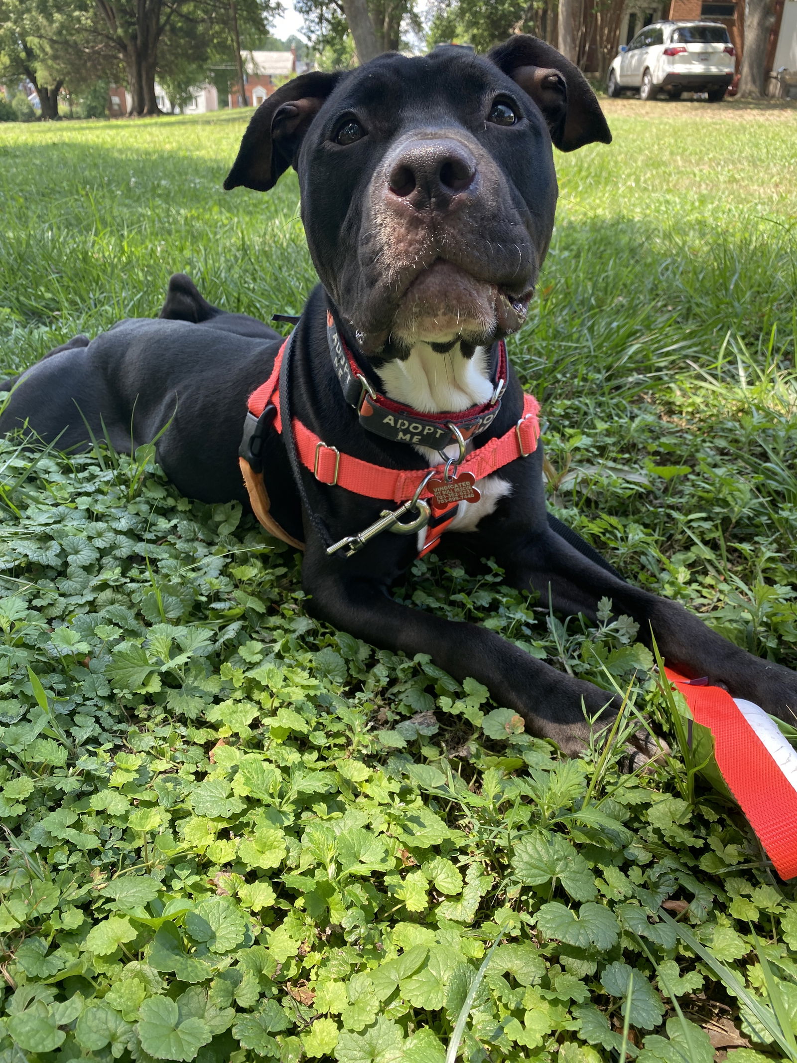 adoptable Dog in Alexandria, VA named Bizzy