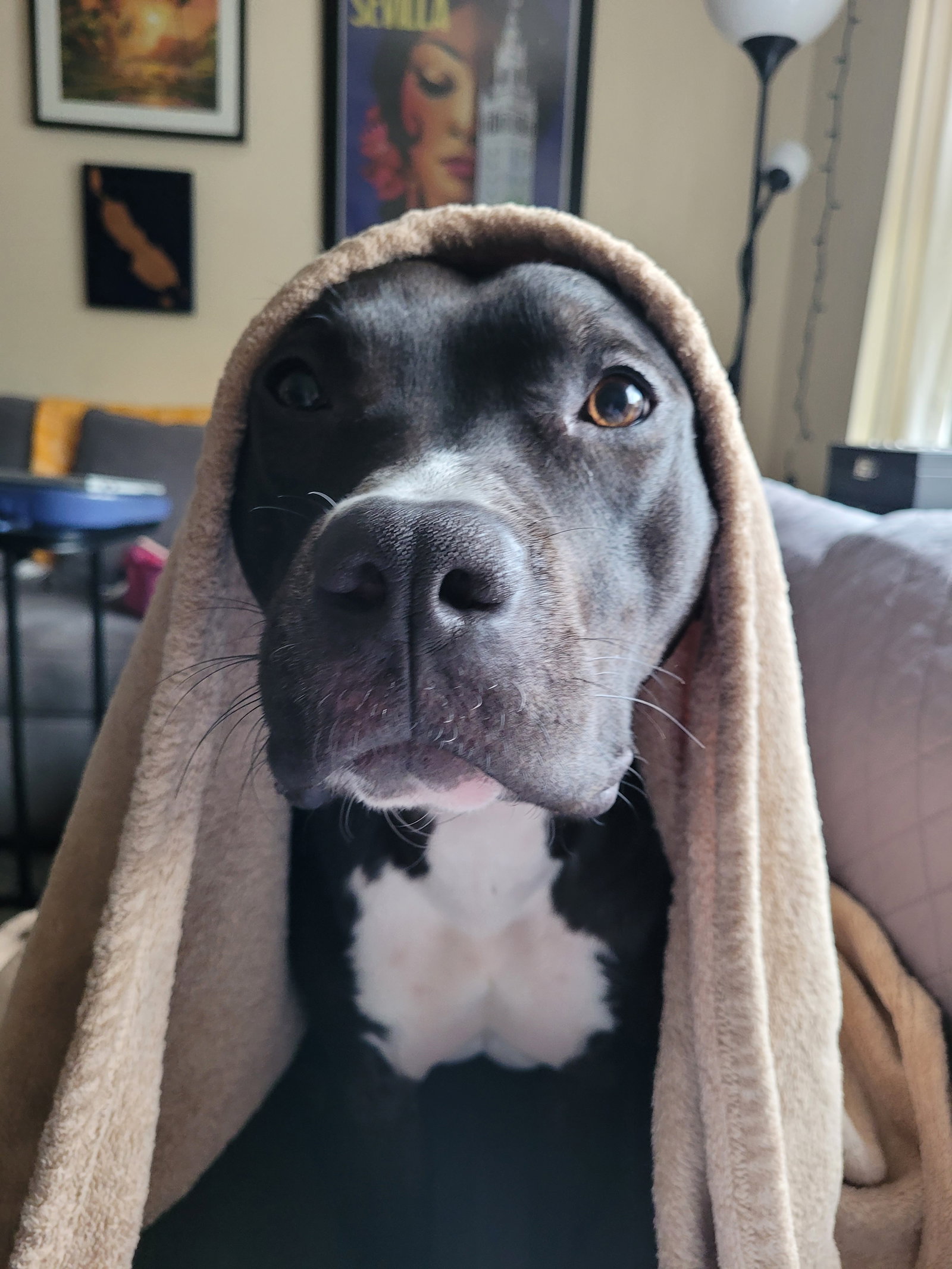 Benji