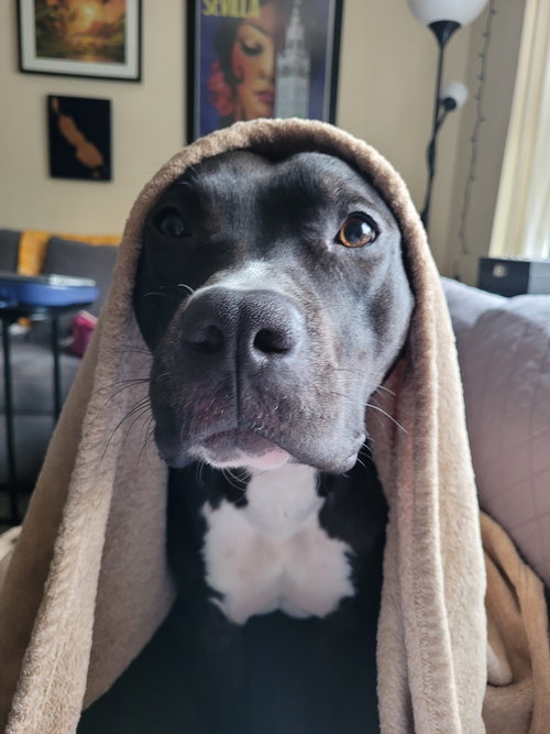 picture of the dog needing adoption