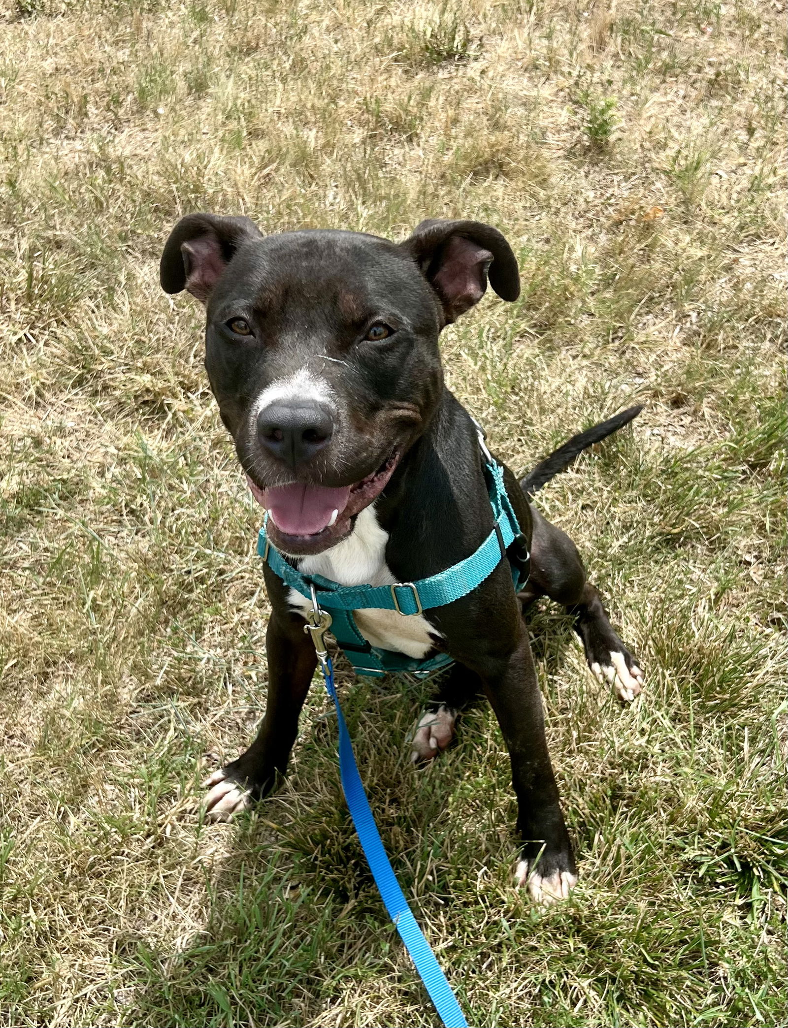 adoptable Dog in Alexandria, VA named Benji