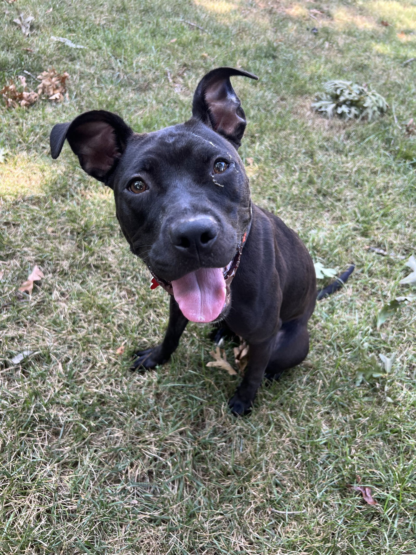 adoptable Dog in Alexandria, VA named Starlight