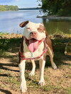 Quinn - Photo 5