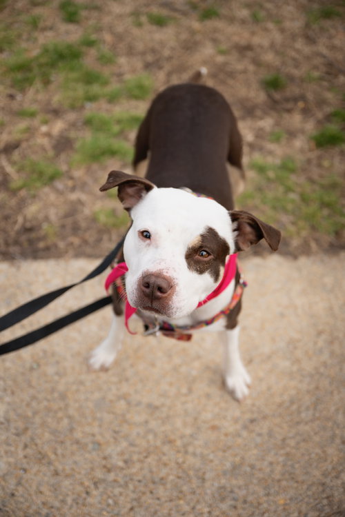 QUINN - American Pit Bull Terrier available for adoption