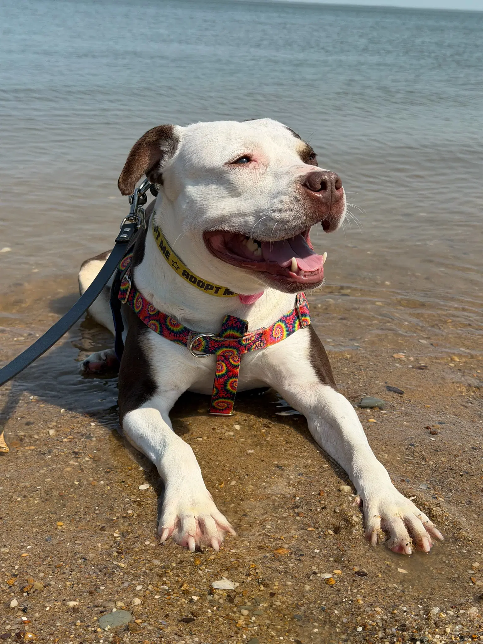 Quinn - American Pit Bull Terrier