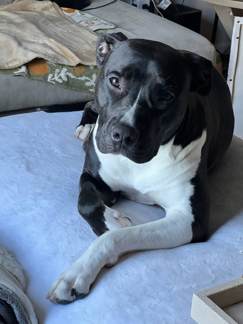 LEIA - Pit Bull Terrier available for adoption