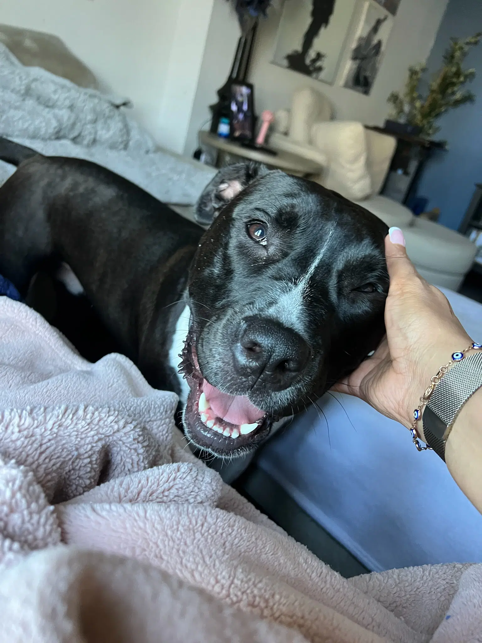 Leia - Pit Bull Terrier
