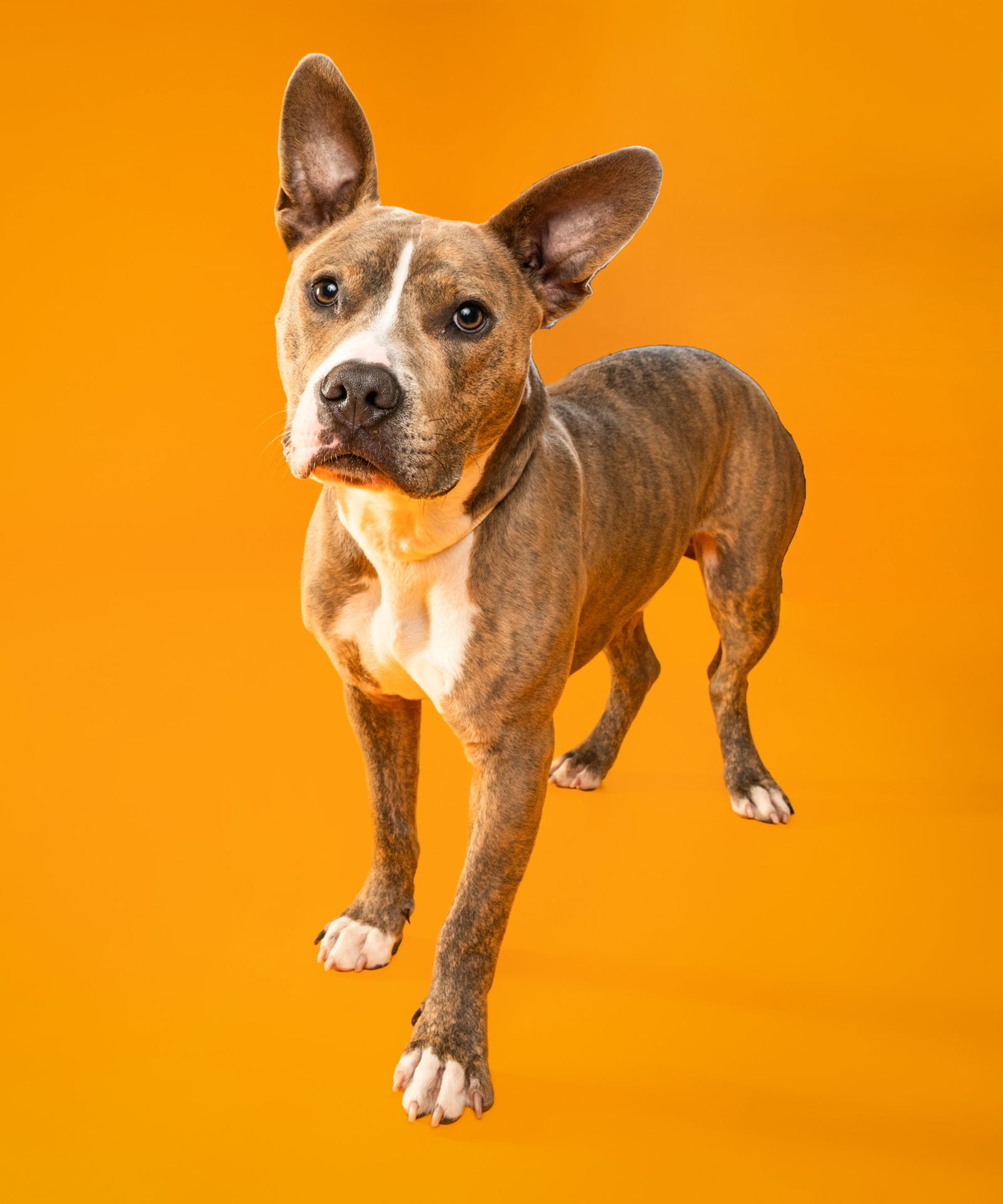 adoptable Dog in Alexandria, VA named Kevin