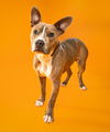 adoptable Dog in  named Kevin
