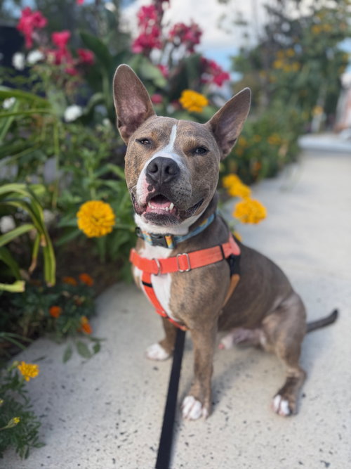 picture of the dog needing adoption