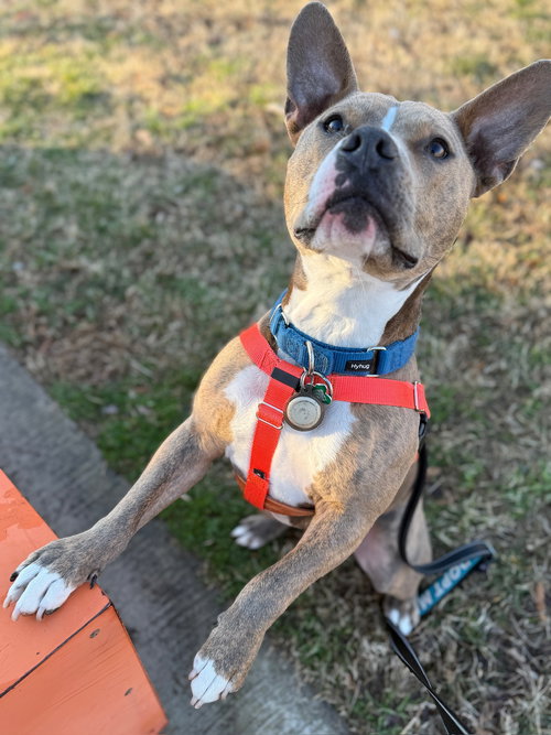 KEVIN - Pit Bull Terrier available for adoption