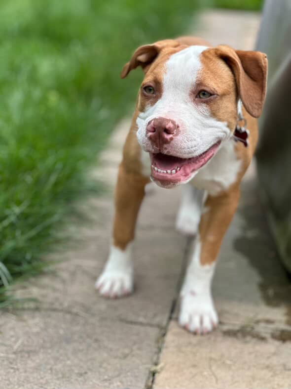 adoptable Dog in Alexandria, VA named Lizzie