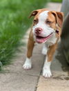 adoptable Dog in  named Lizzie