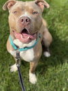 adoptable Dog in  named Poe