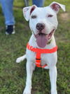 adoptable Dog in  named Mati