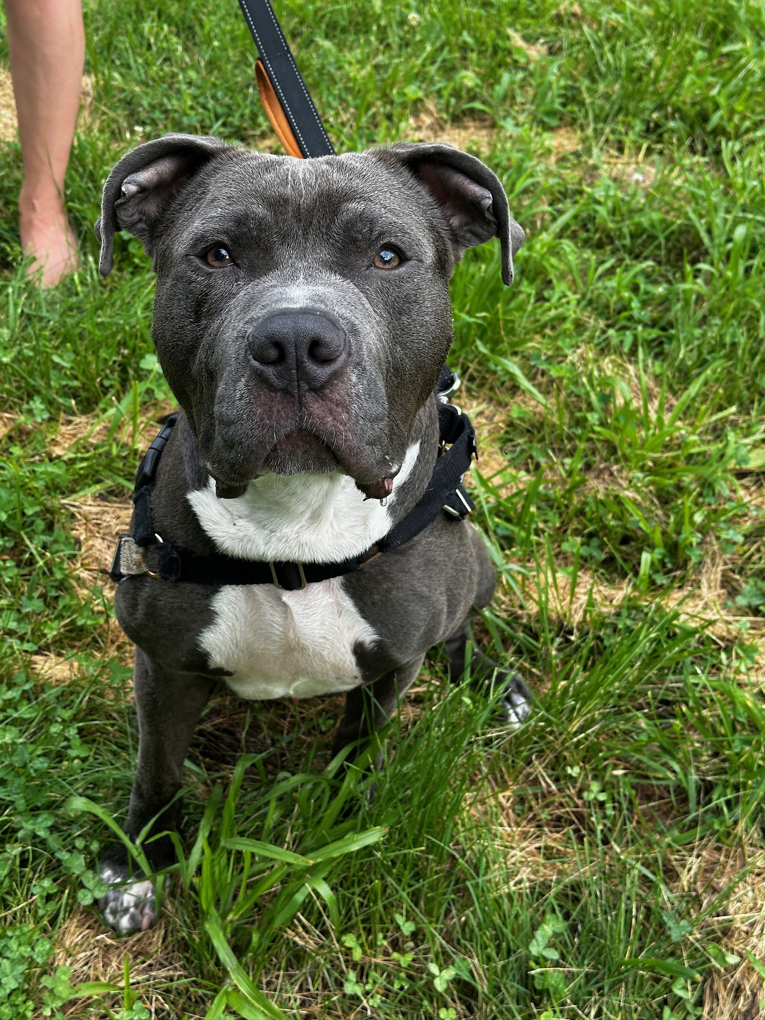 adoptable Dog in Alexandria, VA named Shu