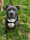 adoptable Dog in  named Shu