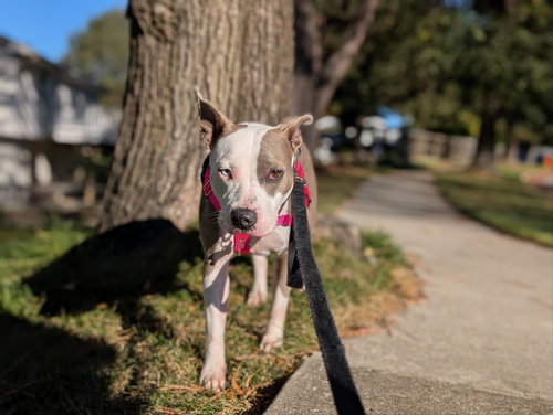 picture of the dog needing adoption
