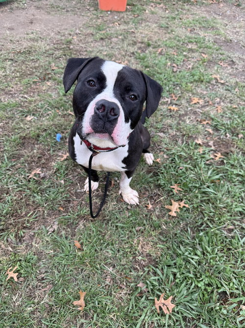 picture of the dog needing adoption