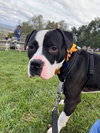 Percy - Photo 8