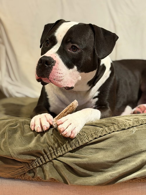 picture of the dog needing adoption