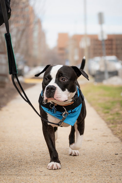 PERCY - Pit Bull Terrier available for adoption