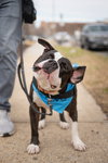 Percy - Photo 5
