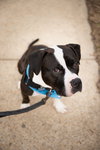 Percy - Photo 2