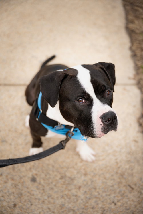 PERCY - Pit Bull Terrier available for adoption