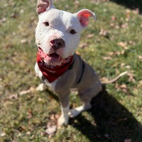 picture of the dog needing adoption