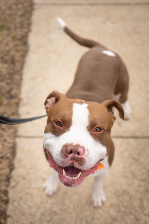MALCOLM - Pit Bull Terrier available for adoption