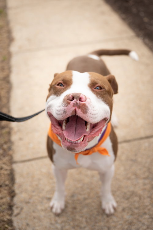 MALCOLM - Pit Bull Terrier available for adoption