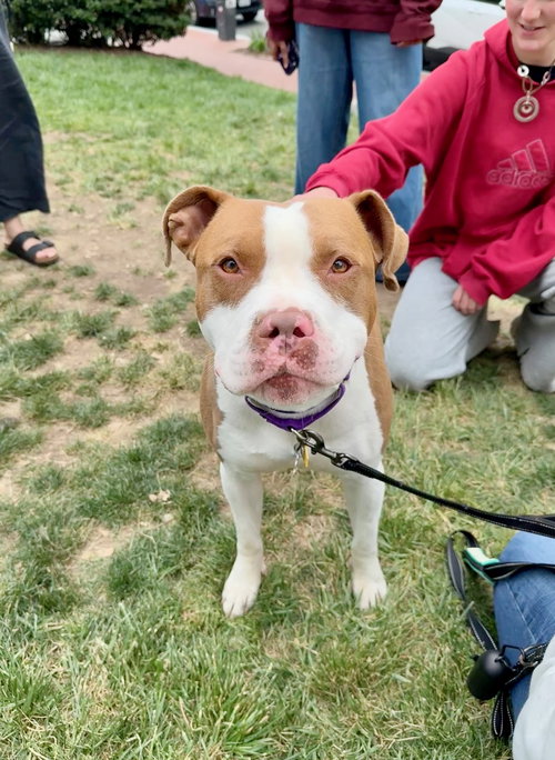 Malcolm, an adoptable Pit Bull Terrier in Alexandria, VA