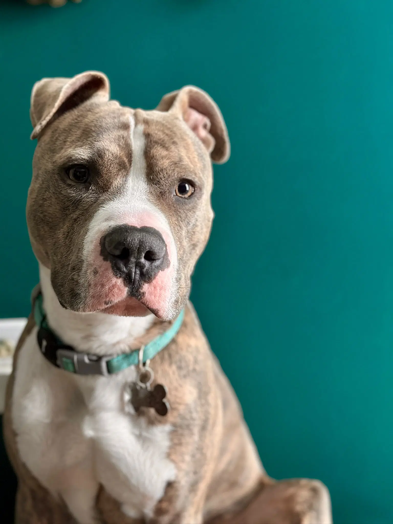 Ronnie - American Pit Bull Terrier