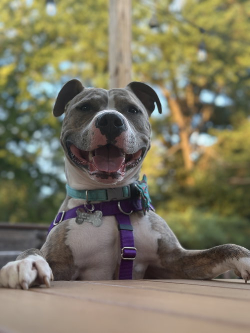 Ronnie, an American Pit Bull Terrier dog for adoption in Alexandria, VA, photo 1 of 5