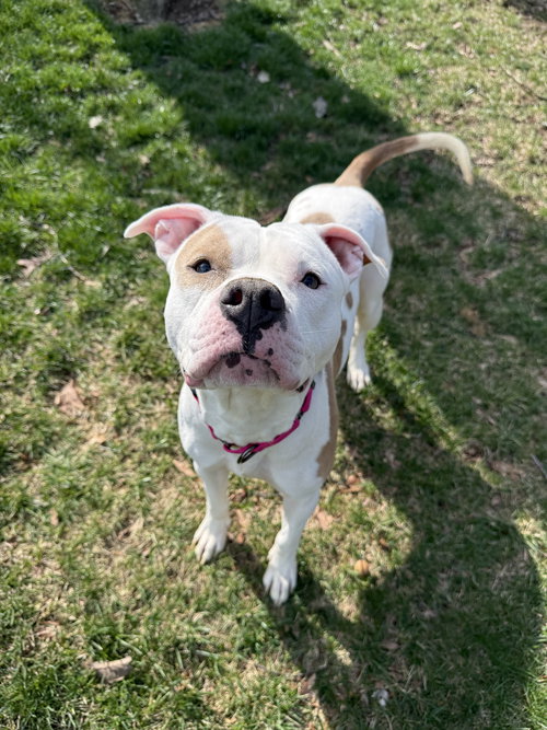 picture of the dog needing adoption