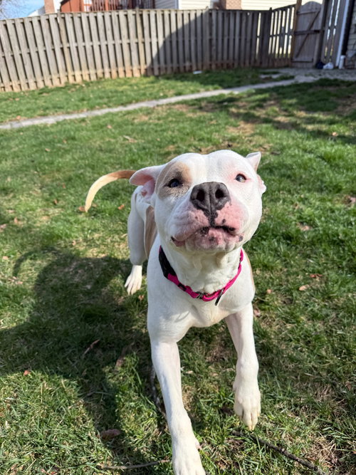 Ivy, an adoptable Pit Bull Terrier in Alexandria, VA