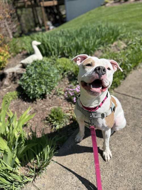 Ivy