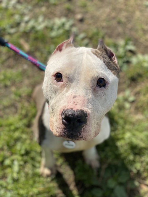Harlow, an adoptable American Pit Bull Terrier in Alexandria, VA
