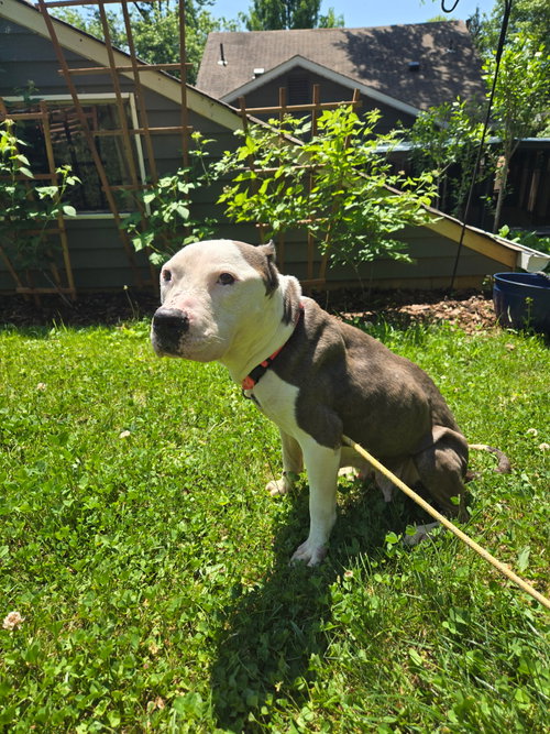 Harlow, an adoptable American Pit Bull Terrier in Alexandria, VA