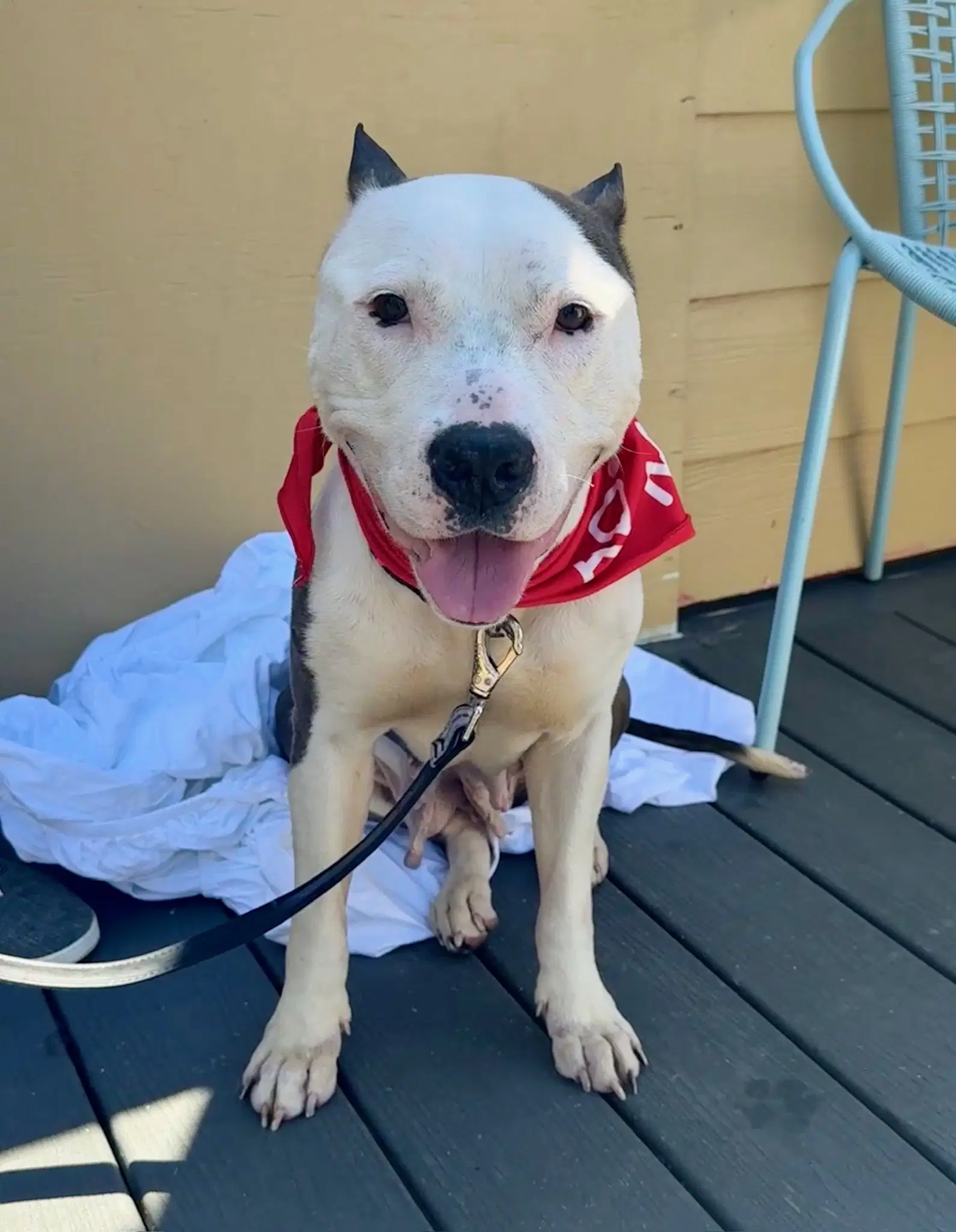 Harlow - American Pit Bull Terrier