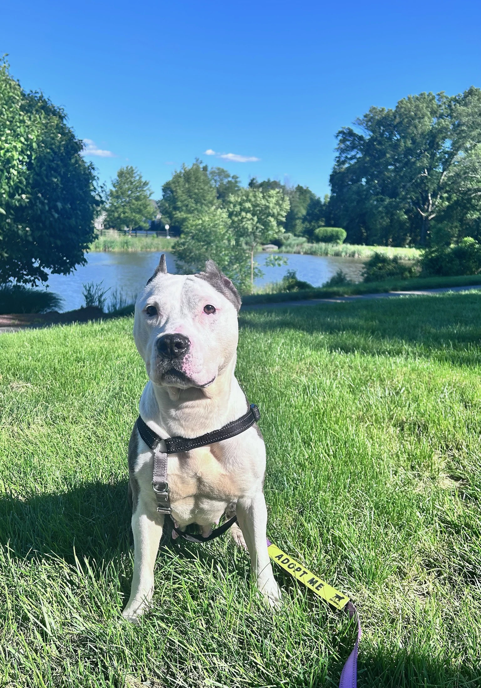 Harlow