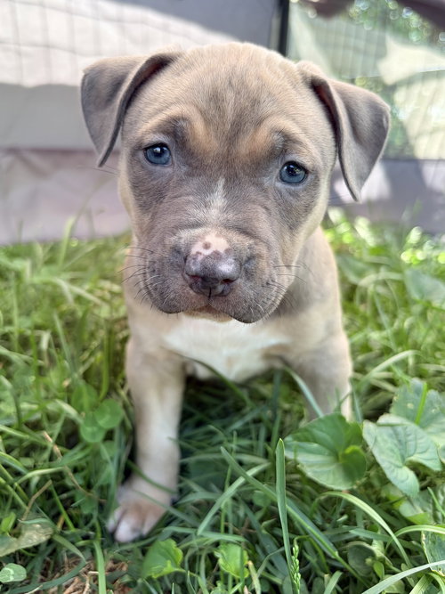 Chaos, an adoptable American Pit Bull Terrier in Alexandria, VA
