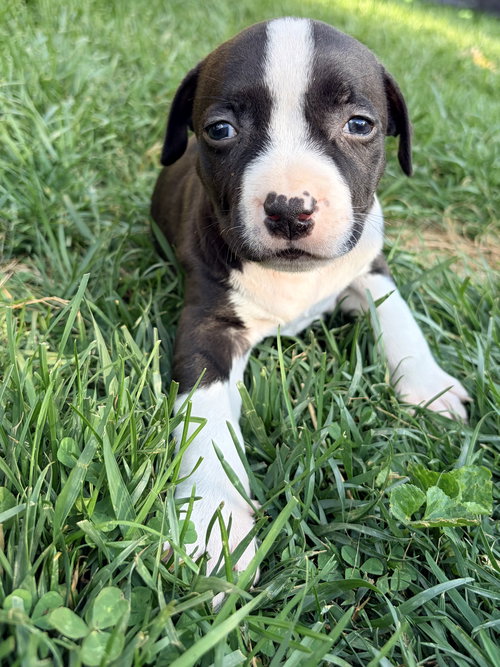 Rebel, an adoptable American Pit Bull Terrier in Alexandria, VA