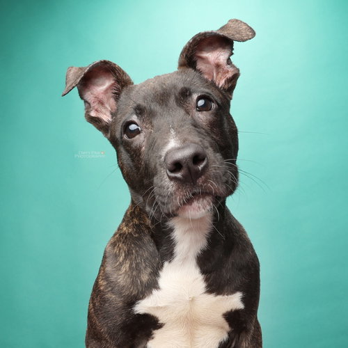 Duke, an adoptable Pit Bull Terrier in Alexandria, VA