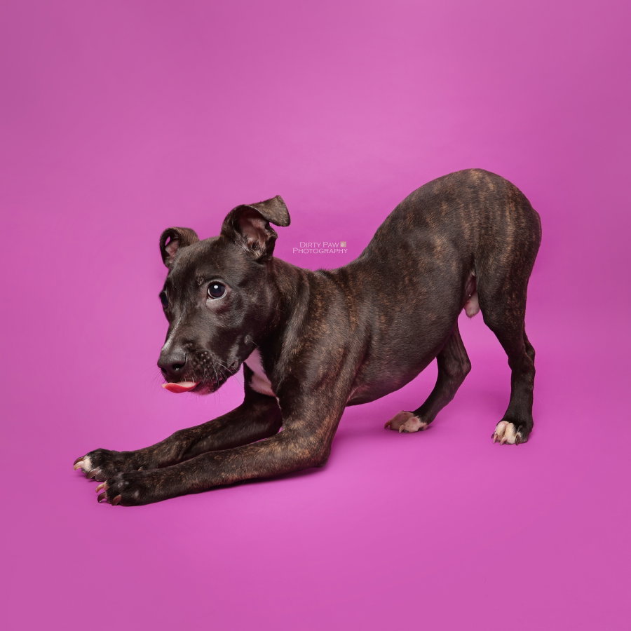 Duke