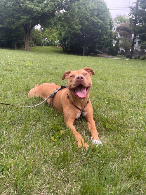 Bronx, a Pit Bull Terrier dog for adoption in Alexandria, VA, photo 1 of 3