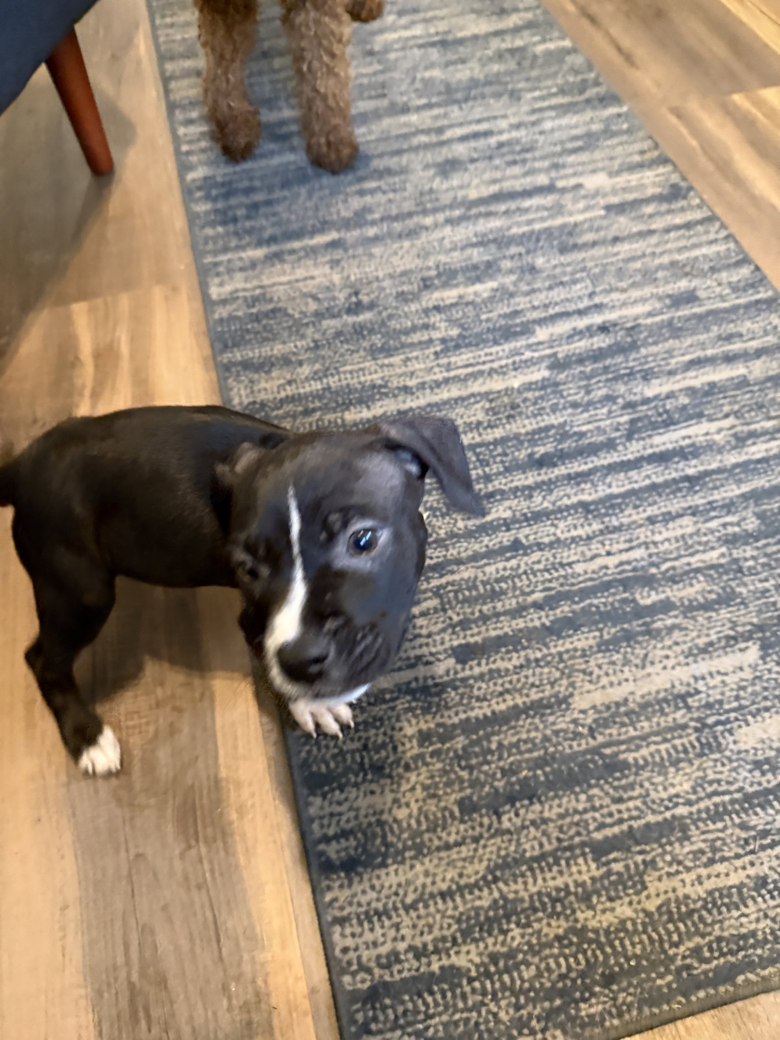 Otis, photo 2
