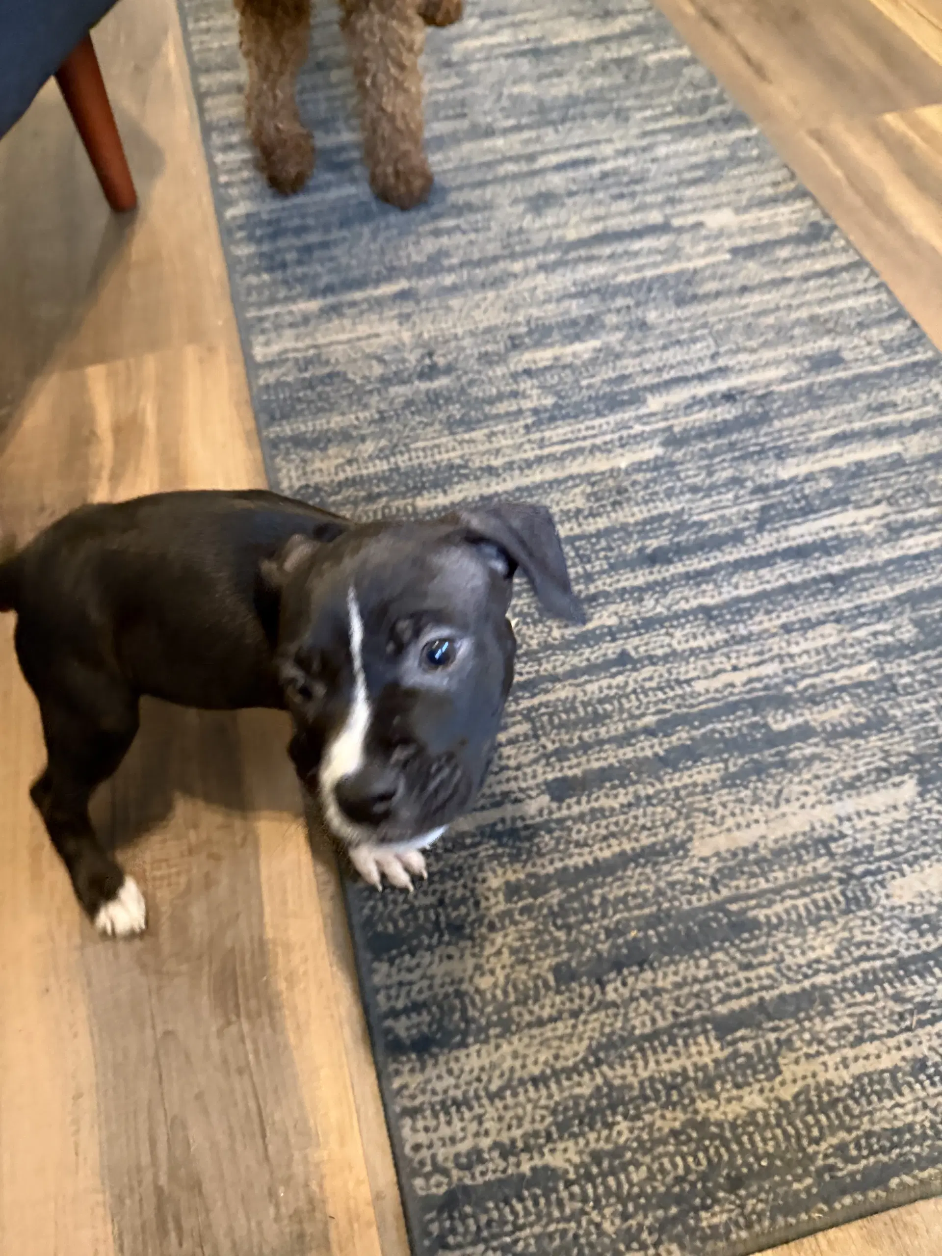 Otis image 2
